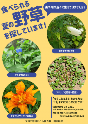 夏の野草を探しています　表