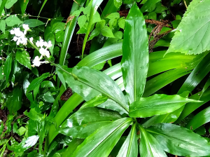 ヤブミョウガ。葉がざらざらしています。