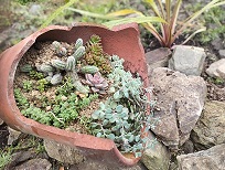 多肉植物の寄せ植え