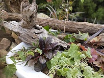 シンクを使った寄せ植え