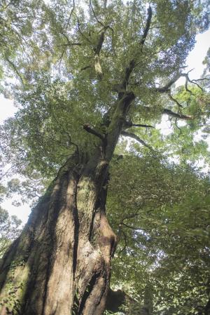 和霊神社のツブラジイ-A株