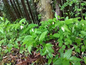 ホウチャクソウ。茎先に花が二つほど付きます。