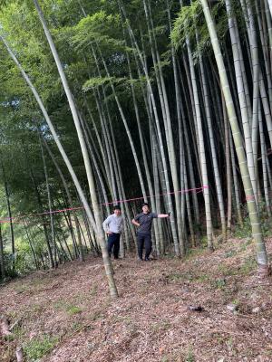 竹林