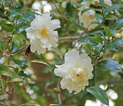 豊茂のサザンカ、開花の様子