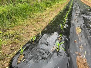 植え付け