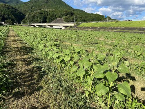 畑の前河川敷広場　ヒマワリ生育状況写真１