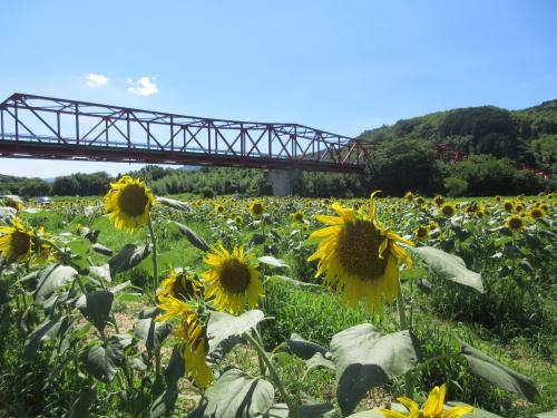 畑の前河川敷広場　ヒマワリ写真３