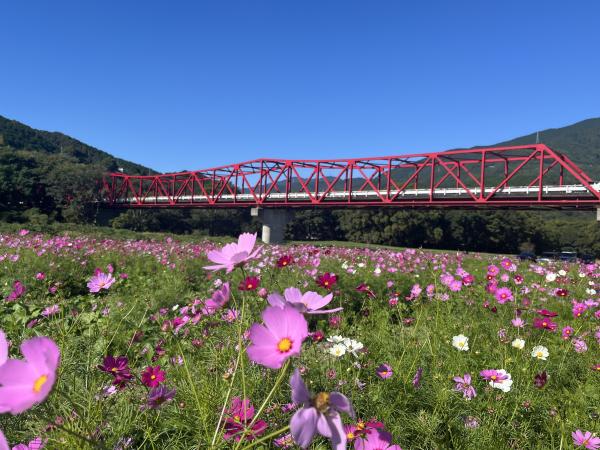 畑の前河川敷広場 コスモス畑 7分咲き