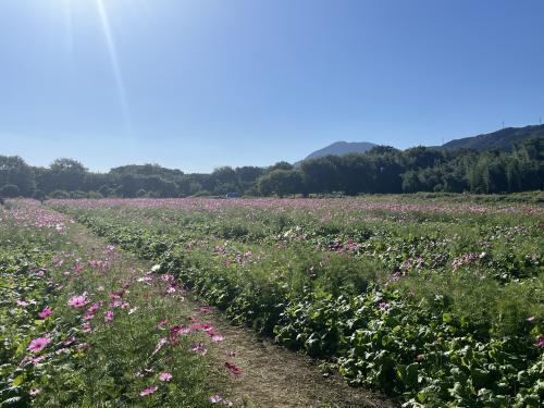 畑の前河川敷広場 コスモス畑 写真