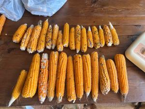 とうもろこし比較