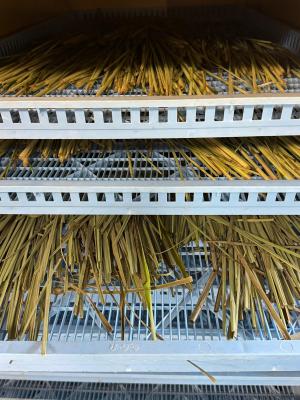 レモングラス乾燥