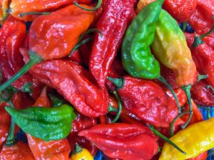 ブートジョロキア