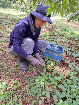 松本農園（くり収穫作業手伝い1）