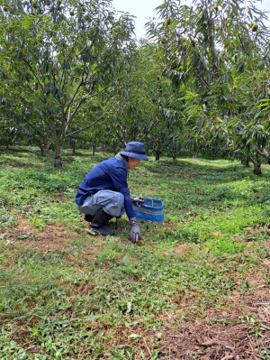 松本農園（くり収穫作業手伝い2）