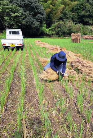 松本農園（わらまとめ作業）