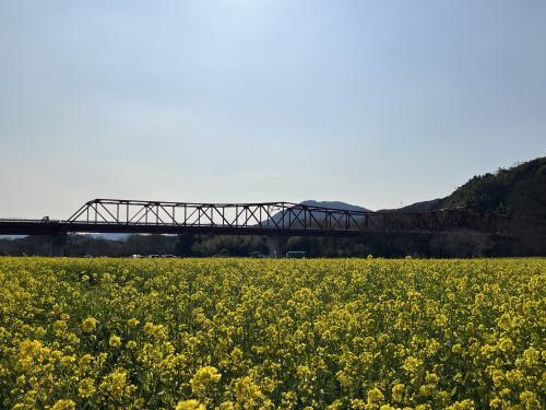 畑の前河川敷広場　菜の花と新畑の前橋