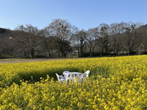 菜の花畑　ベンチとテーブル