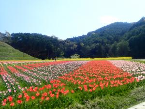 チューリップ１