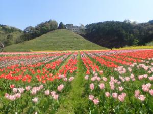 チューリップ２