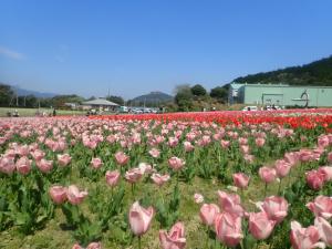 チューリップ３