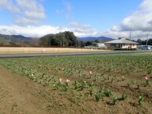 チューリップ１