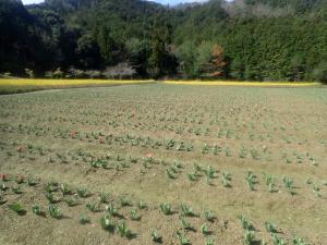 チューリップ２