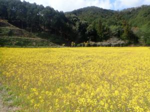 菜の花