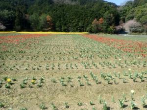 チューリップ２