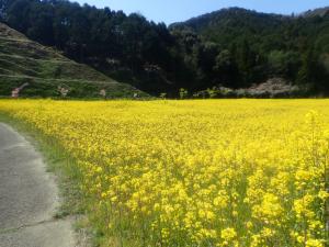 菜の花