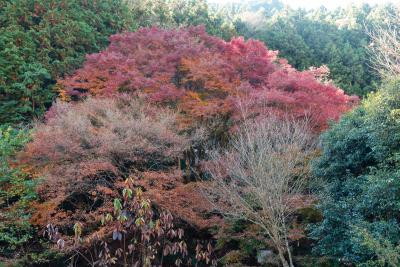上小藪のモミジ