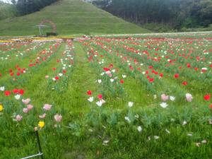 チューリップ１