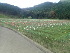 チューリップ２