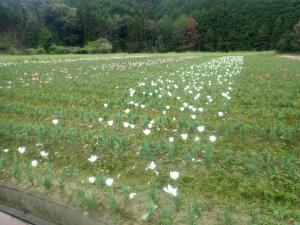 チューリップ３