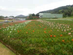 チューリップ５