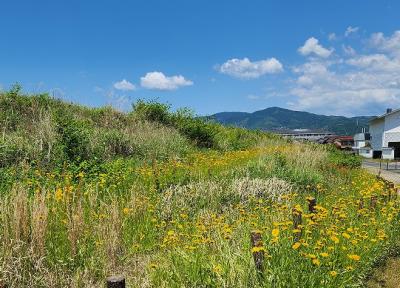 オオキンケイギク写真全景