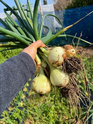 玉ねぎ