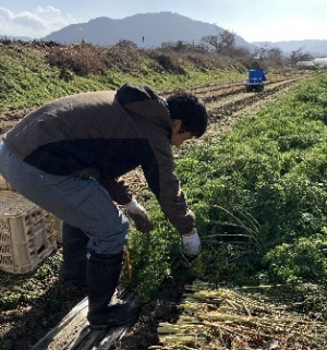 20260113川澄氏圃場人参収穫作業１(1)