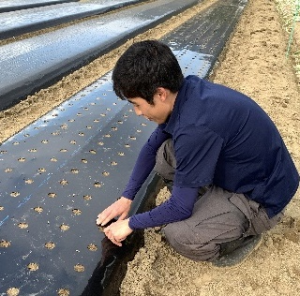 20260115川澄氏圃場人参種定植１(1)