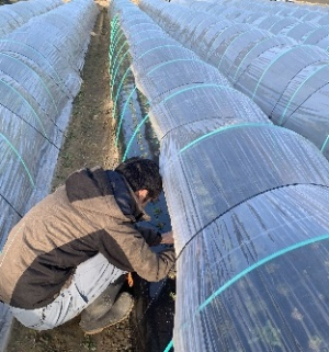 20260122川澄氏圃場人参雑草除去作業1(1)