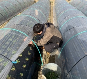 20260126川澄氏圃場人参収穫作業1(1)