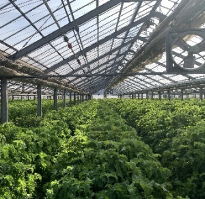 20260128大分視察研修 植木農園（大葉圃場）1(1)