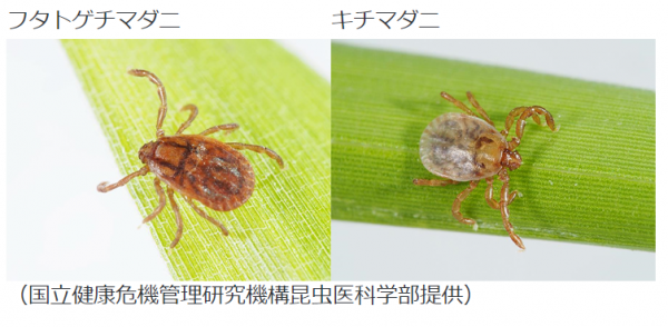 マダニ