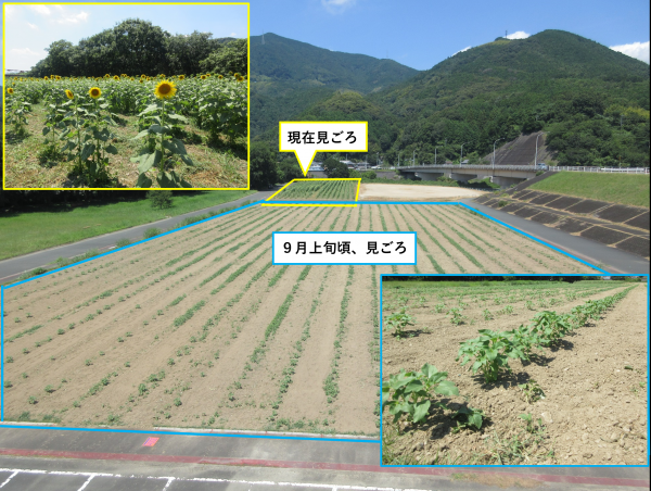 ひまわり