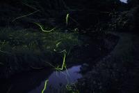 柳沢ゲンジボタル