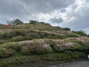 つつじ0501