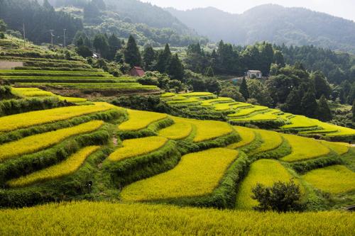 樫谷棚田の風景